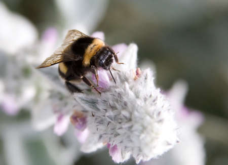 Flower and bumblebee
