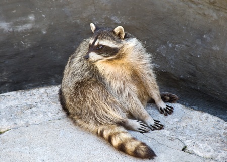 Raccoonの写真素材