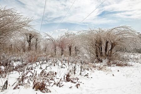Frozen treesの写真素材