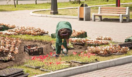 Planting of greeneryのeditorial素材