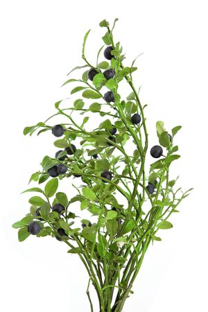 Whortleberryの写真素材