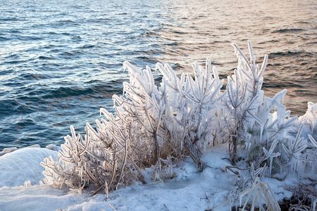Ice on the branches