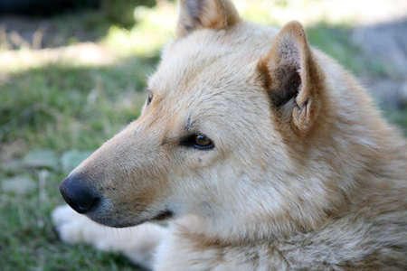 Dog, portraitの写真素材