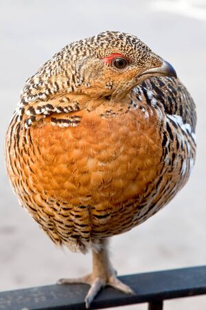Pheasant resting on one legの写真素材