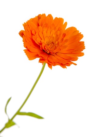 Calendulaの写真素材
