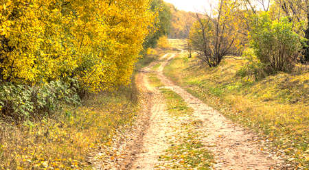 Road in the autumn forest. HDR