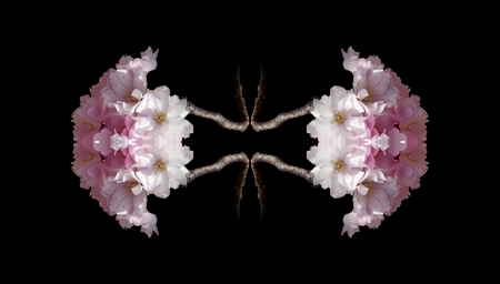 Cherry blossoms. Collageの写真素材