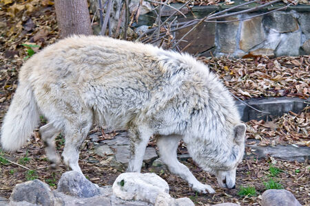 Tundra wolf