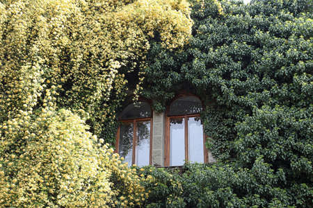 Rosa banksiae around the windowの写真素材