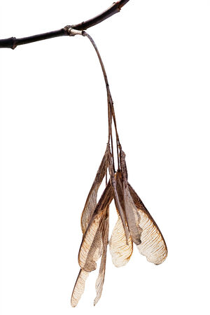 Samara mapleの写真素材