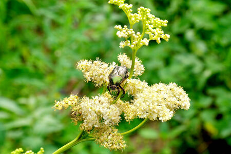 Large beautiful beetle on a white flowerの写真素材