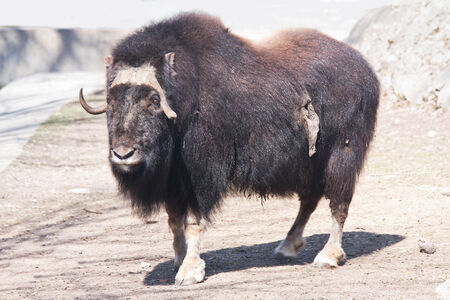 Muskoxの写真素材