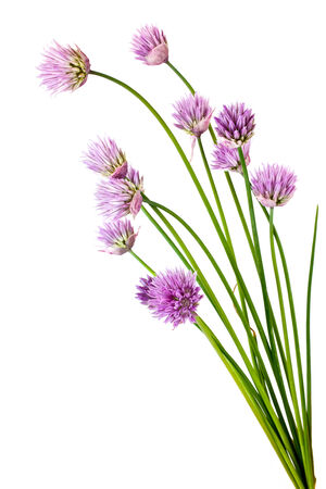 Flowering garden plant a shallot is isolated on a white backgroundの写真素材