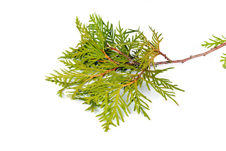 Branch of conifer of thuja it is isolated on a white backgroundの写真素材