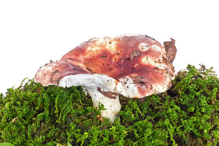 A forest mushroom Russula, it is isolated on a white backgroundの写真素材