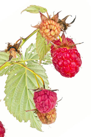 Branches of bush raspberry with ripe berriesの写真素材