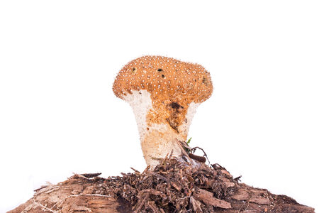 Conditionally edible tasty mushroom on rotten twig. Isolated on white backgroundの写真素材