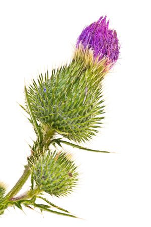 Flowering plant thistle isolated on a white backgroundの写真素材