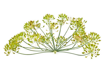 A plant is a dill, it is isolated on a white background 