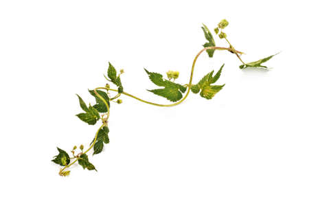 Branch of plant a Hop or Humulusis isolated on a white backgroundの写真素材