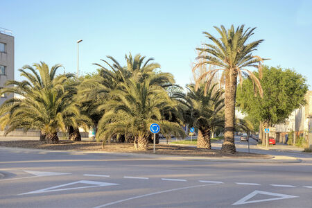 Crossroads with palm trees on a street in the city of Barcelonaの写真素材