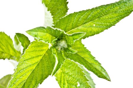 Nettle plant closeup isolated on white backgroundの写真素材