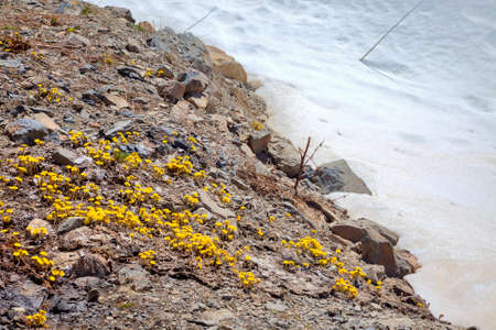 Dombay. Mountains. Glacier. Flowering Foalfoot plants and glacierの写真素材