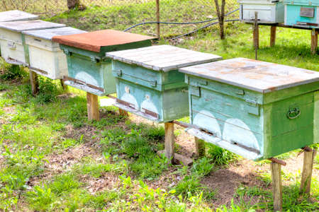Apiary with bee beehives on the slope of mountain