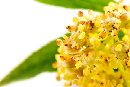 Flowering branches of elder on it is isolated on a white backgroundの写真素材