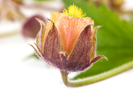 Wild flowering plant a Geum rivale closeup is isolated on a white backgroundの写真素材
