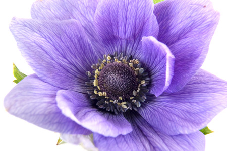 Flowering plant of Anemone it is isolated on a white backgroundの写真素材