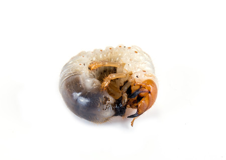 Adult larvae of the May beetle isolated on white background