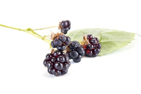 Berries of plant blackberry it is isolated on a white backgroundの写真素材