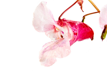 Flowering plant of Impatiens glandulifera, it is isolated on a white backgroundの写真素材