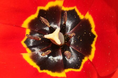 Pestle and stamens with pollen of plant tulip by closeupの写真素材