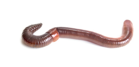 Animal earthworm it is isolated on a white background