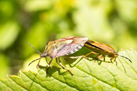 Reproduction of forest bugs on a green leaf