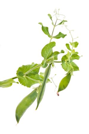 Plant peas are isolated on a white backgroundの写真素材