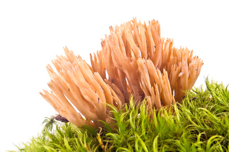 The not ordinary mushroom of strict-branch coral in moss is isolated on a white backgroundの写真素材