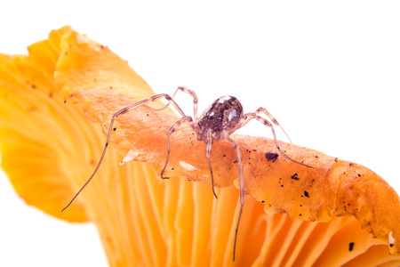 Spider Harvestmen on a mushroom Chanterelle it is isolated on a white backgroundの写真素材