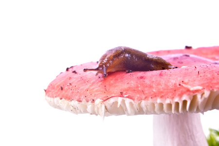 Animal Slug on mushroom russula hat isolated on white backgroundの写真素材