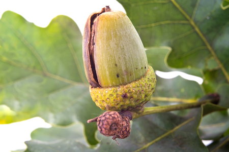 Cracked acorn of tree oak on a background green leavesの写真素材