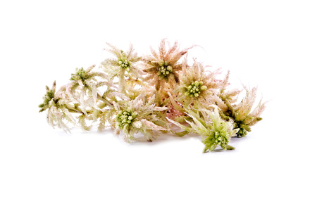 Sprigs of sphagnum moss isolated on white backgroundの写真素材