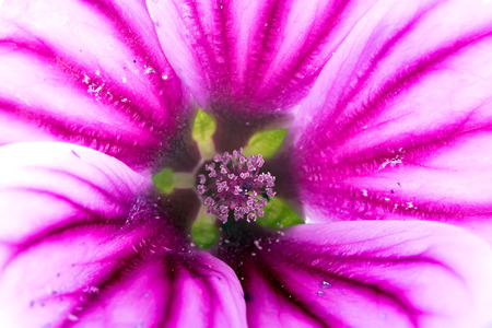 Stamens and petals of flower of Lavatera by closeupの写真素材