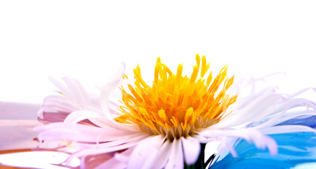 Flower Bushy aster it is isolated on a white backgroundの写真素材