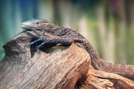 Very rare animal, endemic of Varan Makreya close-up
