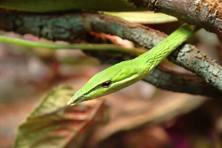 The green vine snake is diurnal and mildly venomous. The reptile normally feeds on frogs and lizards using its binocular vision to huntの写真素材