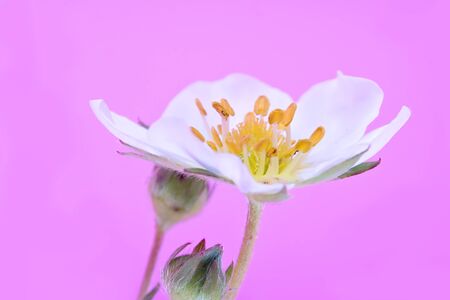 Berry plant of strawberry. Flower is isolated on a pink backgroundの写真素材