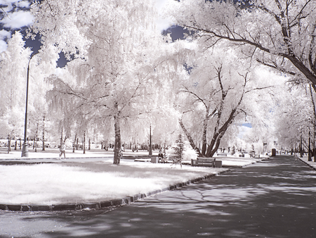 City landscape. Alley in the park. Moscow city. Infrared photographyの写真素材