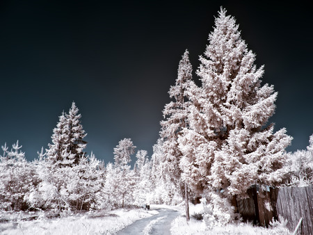 Infrared photography. Wooden fence on the garden plotの写真素材